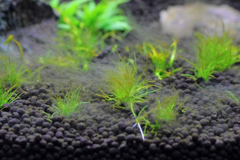 茶ゴケとアオミドロの発生　立ち上げ時の水草水槽